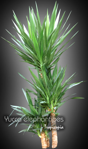 Dracaena - Yucca elephantipes - Spineless yucca, Palm lily